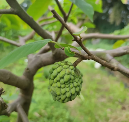 🤩Grow Your Own Tropical Treasure-Organic Soursop (Graviola) Seeds-30pcs Non-GMO Heirloom Tropical Fruit seeds