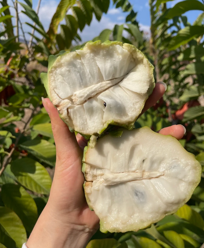 🤩Grow Your Own Tropical Treasure-Organic Soursop (Graviola) Seeds-30pcs Non-GMO Heirloom Tropical Fruit seeds