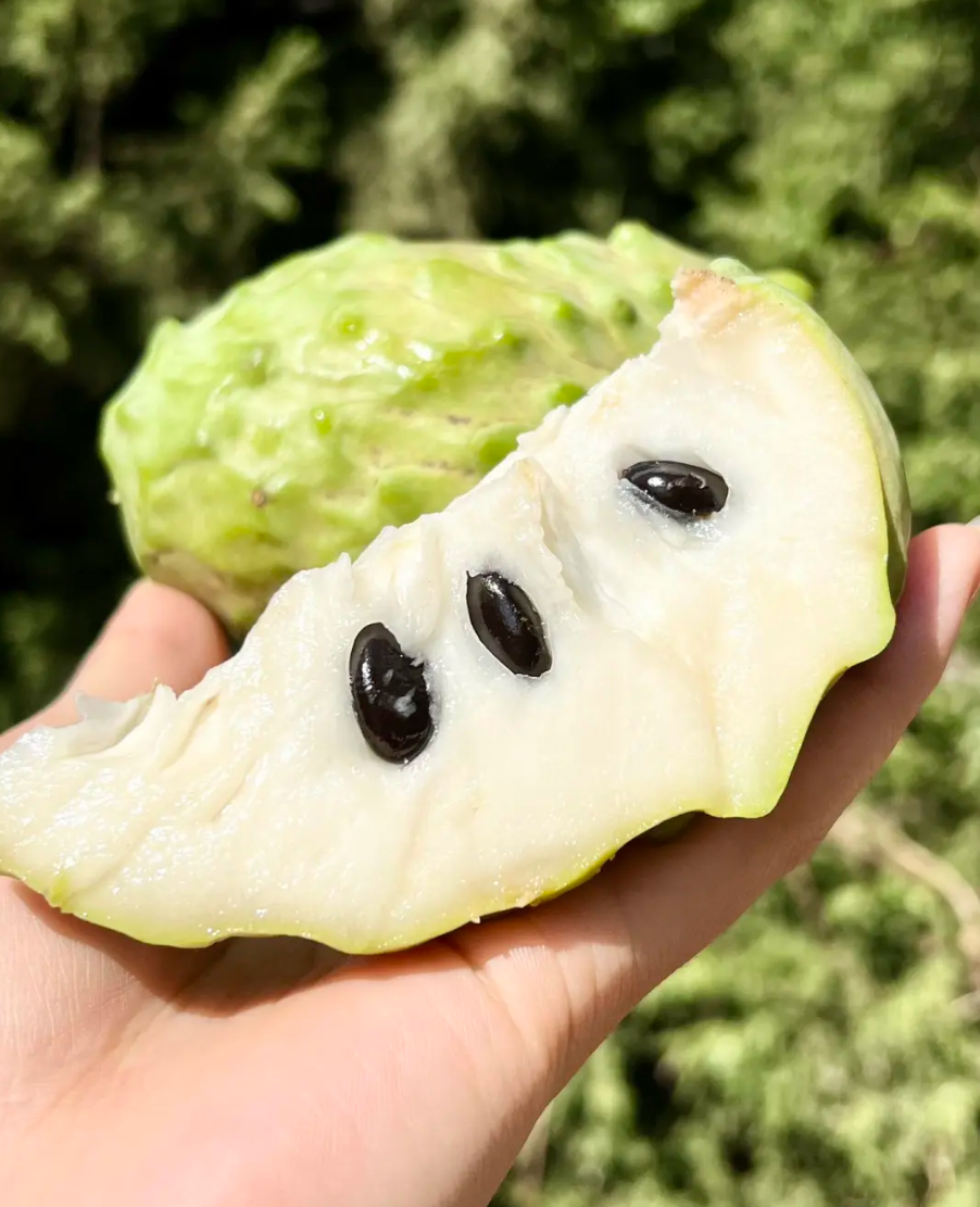 🤩Grow Your Own Tropical Treasure-Organic Soursop (Graviola) Seeds-30pcs Non-GMO Heirloom Tropical Fruit seeds