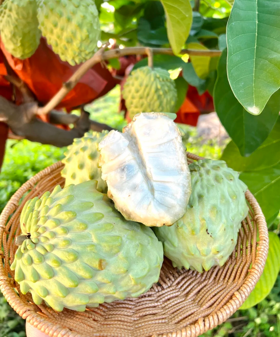 🤩Grow Your Own Tropical Treasure-Organic Soursop (Graviola) Seeds-30pcs Non-GMO Heirloom Tropical Fruit seeds
