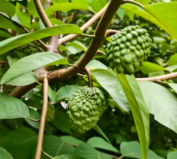 🤩Grow Your Own Tropical Treasure-Organic Soursop (Graviola) Seeds-30pcs Non-GMO Heirloom Tropical Fruit seeds