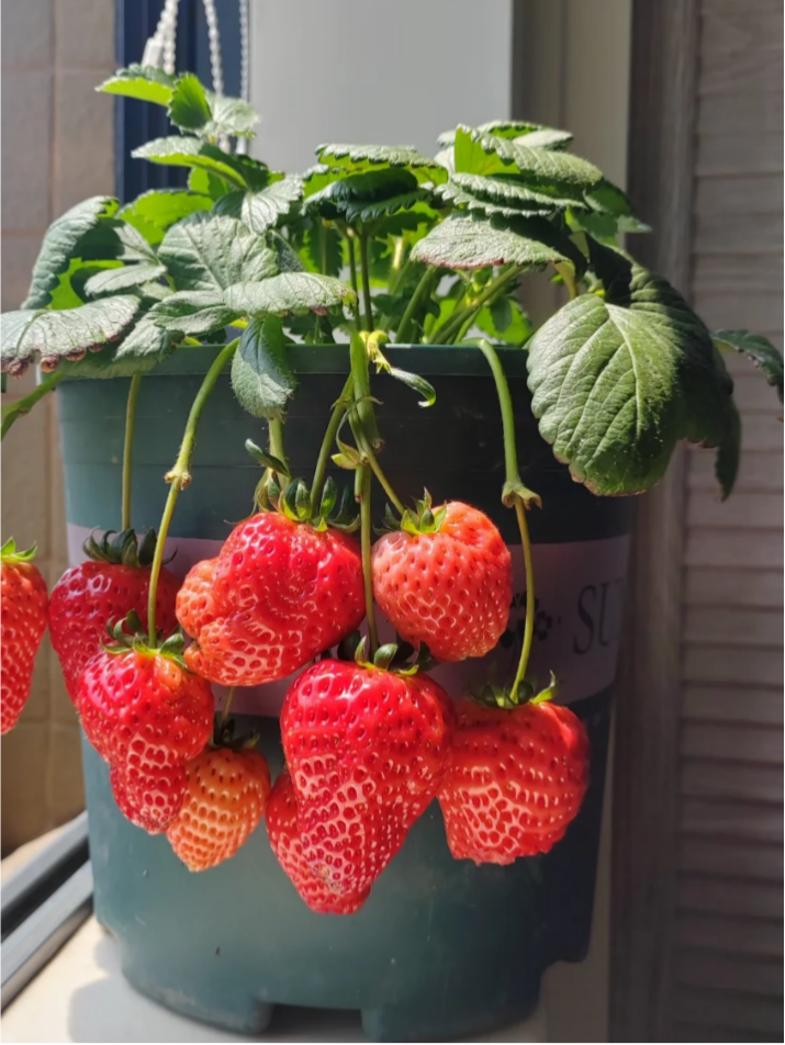 😍 Fall in Love with Homegrown Cream Strawberries! 🍓