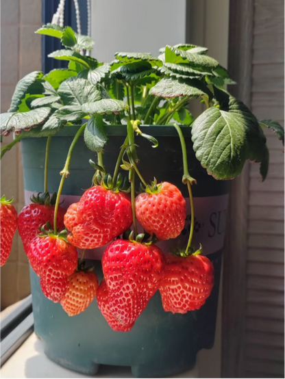 😍 Fall in Love with Homegrown Cream Strawberries! 🍓
