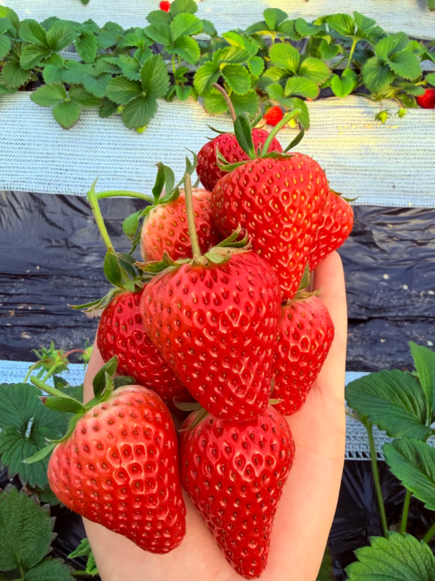 😍 Fall in Love with Homegrown Cream Strawberries! 🍓