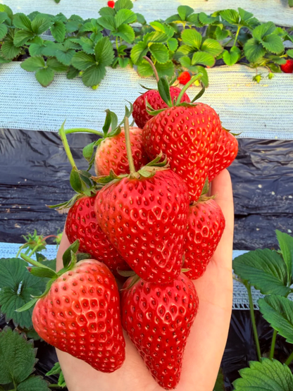 😍 Fall in Love with Homegrown Cream Strawberries! 🍓