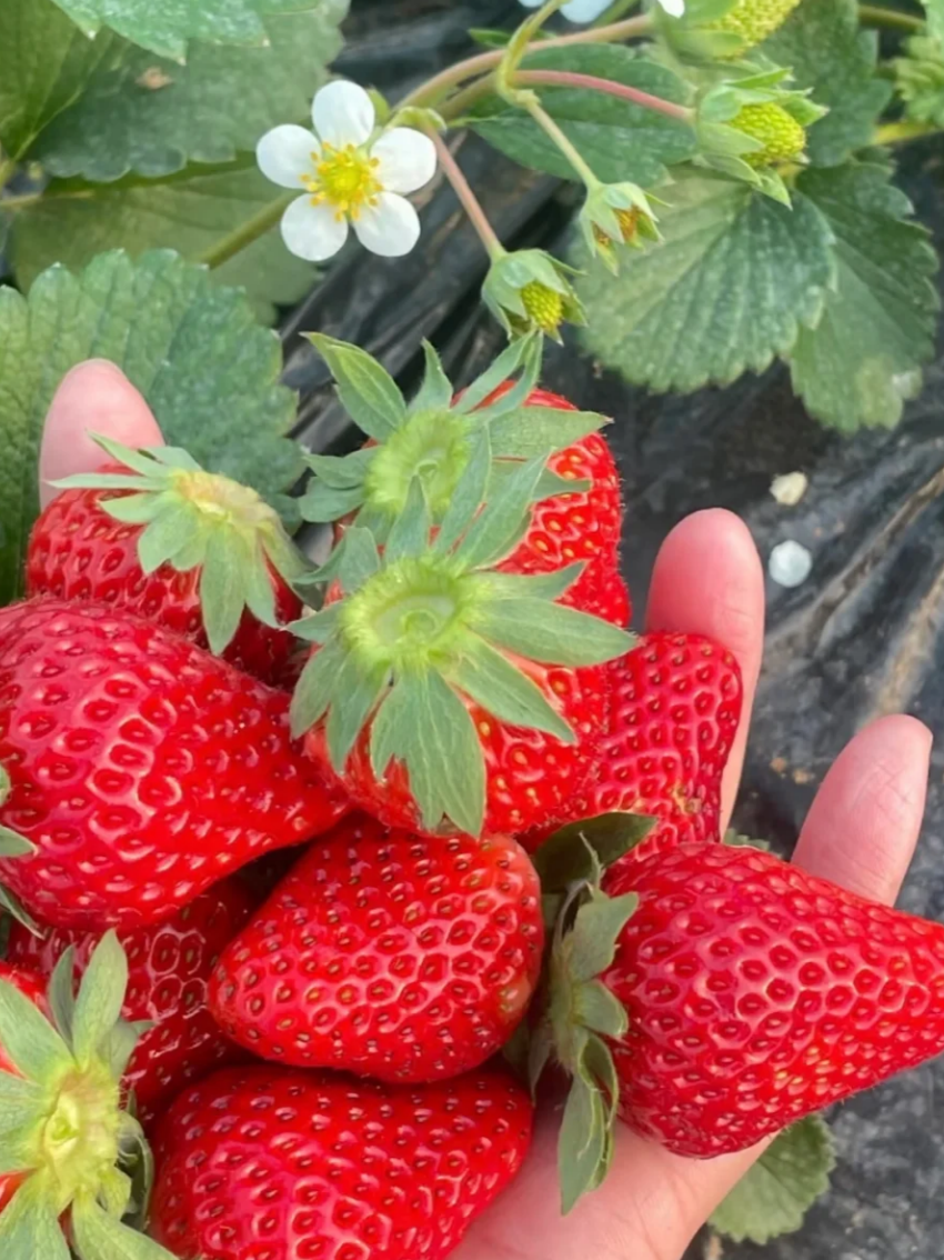 😍 Fall in Love with Homegrown Cream Strawberries! 🍓